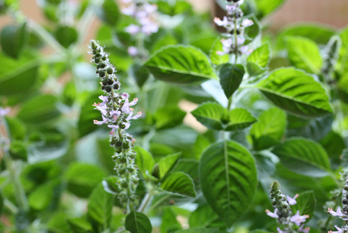 Tulsi ziedi
