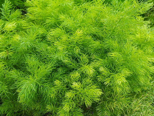 Asparagus racemosus