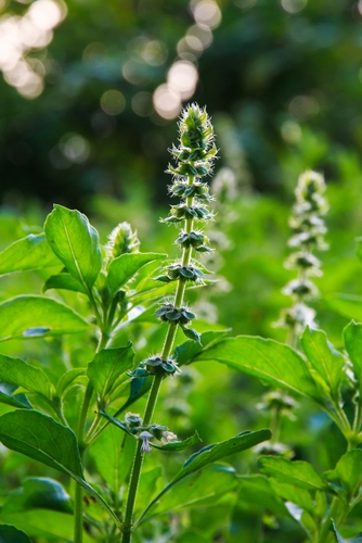 Tulsi