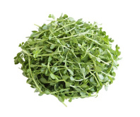 Brāmi - Bacopa monnieri