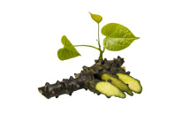Guduči - Tinospora cordifolia