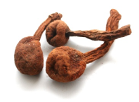 Huanapro Mačo - Jatropha macrantha